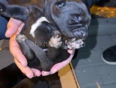 Отдаем в добрые руки щенят  Щенят выбросили с машины  Их подобрали  Они еще маленькие  Нужно до 1-2 выкармливать смесью  Обращаться по номеру телефона  +79409246554