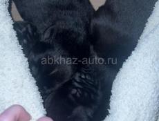 Отдаем в добрые руки щенят  Щенят выбросили с машины  Их подобрали  Они еще маленькие  Нужно до 1-2 выкармливать смесью  Обращаться по номеру телефона  +79409246554