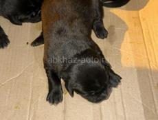 Отдаем в добрые руки щенят  Щенят выбросили с машины  Их подобрали  Они еще маленькие  Нужно до 1-2 выкармливать смесью  Обращаться по номеру телефона  +79409246554