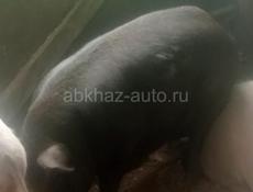 Цена 250 р. вес 80кг