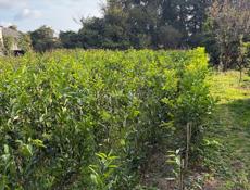 Саженцы мандарина 