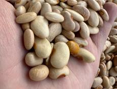 Продаю домашнюю фасоль 