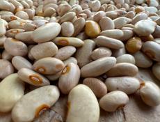 Продаю домашнюю фасоль 