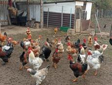 Продаются петухи