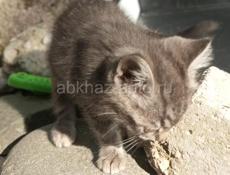 В добрые руки