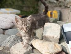 В добрые руки