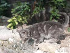 В добрые руки