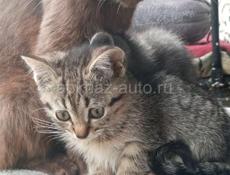 В добрые руки