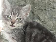 В добрые руки