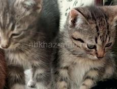 В добрые руки