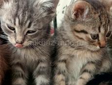 В добрые руки