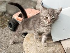 В добрые руки