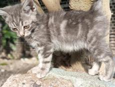 В добрые руки