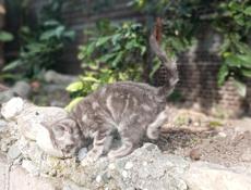 В добрые руки