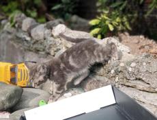 В добрые руки