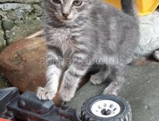 В добрые руки