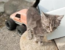 В добрые руки