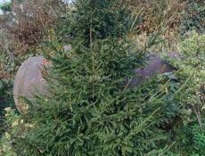 Сбор Мандарин