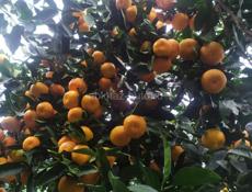 Ищем работу на сбор мандаринов