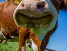 70 килограмм 