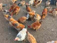 Куры и петухи 