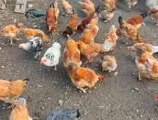 Куры и петухи 