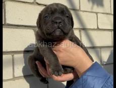 Щенки Кане Корсо 🖤🖤🖤🖤🖤🖤🖤🖤🖤