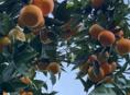 Продаются сладкие мандарины 