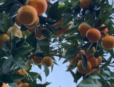 Продаются сладкие мандарины 