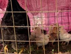 Квочка с 17 цыплята ми. 5т.