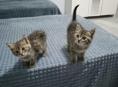 Отдаём котят!!!