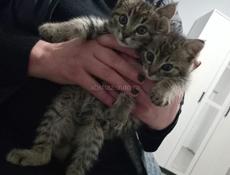 Отдаём котят!!!