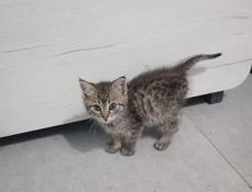 Отдаём котят!!!