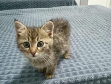 Отдаём котят!!!