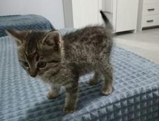 Отдаём котят!!!