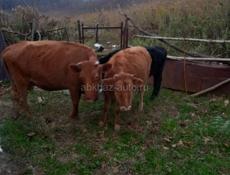 Продаю Корову