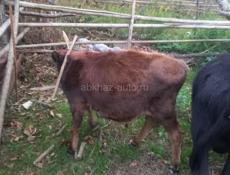 Продаю Корову