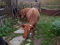 Продаю Корову