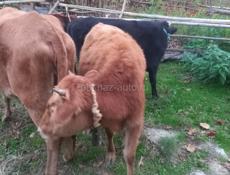 Продаю Корову