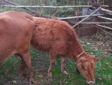 Продаю Корову