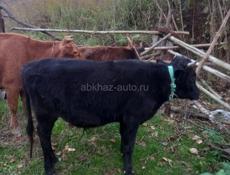 Продаю Корову