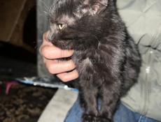 Отдам в хорошие