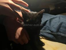 Отдам в хорошие