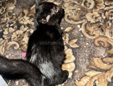 Отдам в хорошие