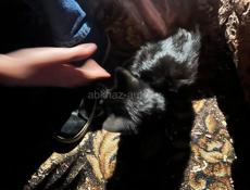 Отдам в хорошие