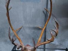 СРОЧНО Рога от оленя