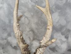 СРОЧНО Рога от оленя