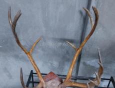 СРОЧНО Рога от оленя