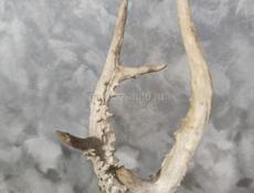 СРОЧНО Рога от оленя
