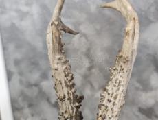 СРОЧНО Рога от оленя